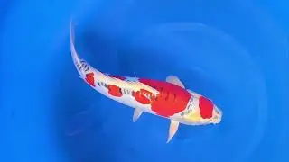 Kujaku doitsu #koigarden #koi #koifish #koicarp #carpakoi #koilover