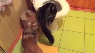 Волшебный унитаз😂
