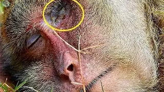 Poor Popeye monkey gotten big problem on eye till infection | Pity Popeye tired &sleep nurse Ceasa |
