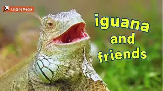 Meet Reptiles at HighScope Duren Tiga