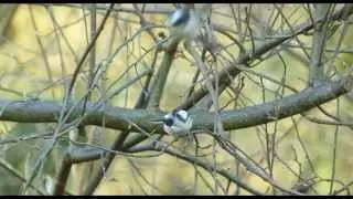 Long Tailed Tit Bird Call Bird Song