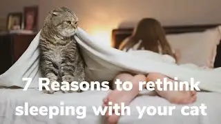 Here are 7 reason why you should not sleep with your cat!