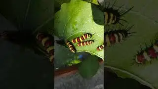 Caterpillar larva