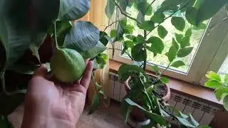 Маленькие секреты выращивание лимона дома.