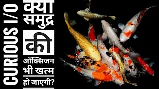 Will The Sea Run Out Of Oxygen | Curious I/O | समुद्र की ऑक्सिजन कम हुई तो क्या होगा?
