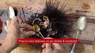 How To Harvest & Prepare Sea Urchins