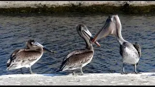 Pelicans
