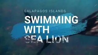 Swimming with Sea Lion | Galápagos Islands 🇪🇨