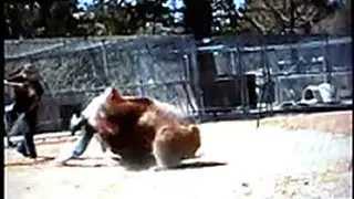 Grizzly Bear Attacks - Violent!