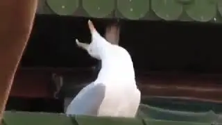 seagull laughing