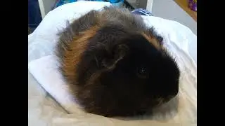 Cute guinea pigs and squeaking