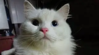 Play time.  #cat #parsian #blue #eyes