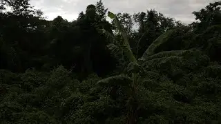 Jungle Sounds of Jamaica