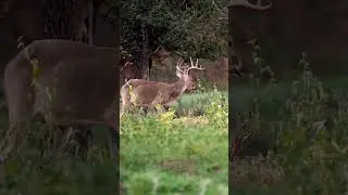 This buck wasn't having it. #hunting #whitetail