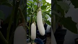 plant white eggplants in plastic containers