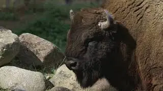 Bisons 🦬
