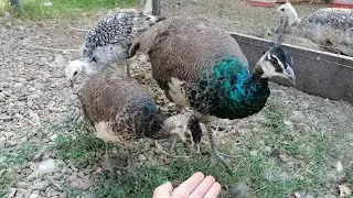 Конец лета, виноград зреет, угощаю павлинчиков. Кто же остаётся с нами зимовать?