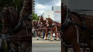 Horses Clop Sounds