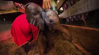 Gift of life - adopt an orphan this holiday season | Sheldrick Trust