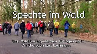 Spechte im Wald. Eine Waldführung mit dem Biologen und Ornithologen Lars Lachmann vom 16. März 2024.