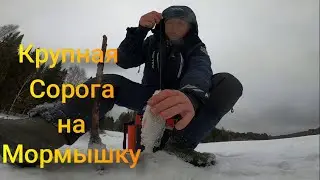 Крупная Сорога на Мормышку