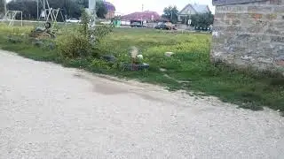 ПЕС.  3   🐕🐶🐩