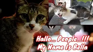 Good Teamwork Cat Catches Bat Stray Cats And Feral Cats
