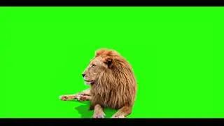 Best 2 Male Lion Green screen