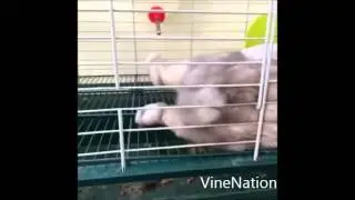 ►Bunny Humps Like a Maniac - VineNation - The best Vines