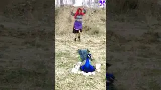 Indian peacock #peacock #shorts #bdsports #music #bollywood #hindisong