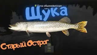 Русская рыбалка 4 (РР4) оз. Старый Острог ЩУКА