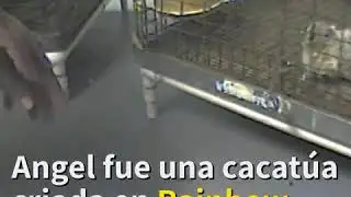 No compres pericos