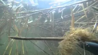 Щучки, окушки, сети с тухляком - грёбаные браконьеры.