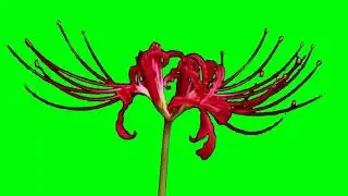 Many rose blooming green screen video