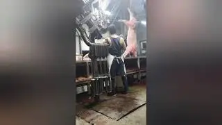 Slaughter operation
