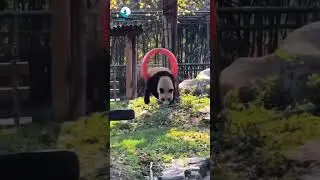 #panda #wildlife #forest #wildanimals #indianwildlife #forest #ytshorts #youtubeshorts