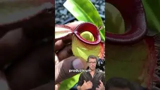 He entered the carnivorous plant 🤔