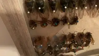 The day my “dead”  hornet came back to life (read desciption)