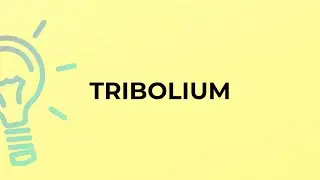 What is the meaning of the word TRIBOLIUM?