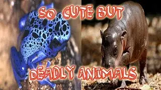 Top 10 Cute But Deadly Animals That Can Kill You