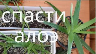 Спасти алоэ вера. Главная ошибка в уходе за алоэ. Юные садоводы