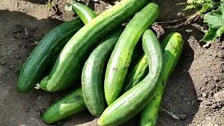 🥒Салатный огурец "Китайские змеи". Уход за огурцами.