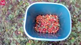 Морошка - Вкусная северная ягода. Подпечерье. Забызовье. 05/08/2017