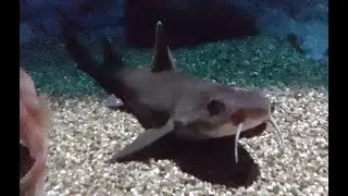ヒゲツノザメ　Mandarin dogfish　Cirrhigaleus barbifer