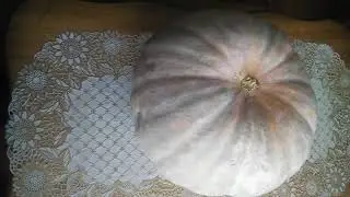 Экологически Чистый Продукт без ГМО.Тыква сорт