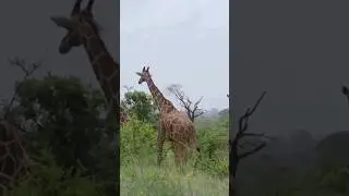 How Poaching of the Endangered Reticulated (Somali) Giraffes works in Nothern Kenya 