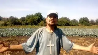 Картофель Аризона уборка с божей помощью и духовника Демьяна Петровича