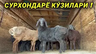 КУ́Й КУ́ЧКОР НАРХЛАРИ СУРХОНДАРЁ КУ́ЗИЛАРИ ХОРАЗМ БОГОТ КУ́ЧКОР БОЗОРИ ХОРАЗМ БОЗОР