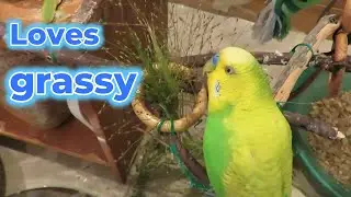 PEDRO THE BUDGIE | Bird Food & Talking