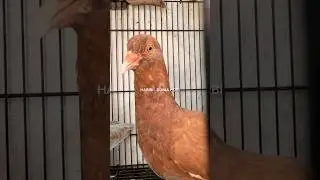 SOLUSI MERPATI PILEK NGOROK HIDUNG BERAIR SUSAH SEMBUHNYA